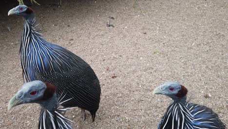 vulture guinea fowl stock footage