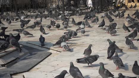 birds pigeons