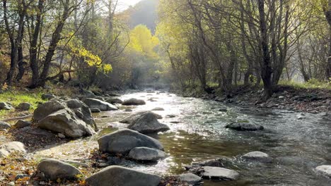 water flowing through the forest stream in summer