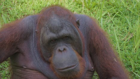 portrait of a thinking orangutan sitting on the ground, its facial expression reflecting contemplation