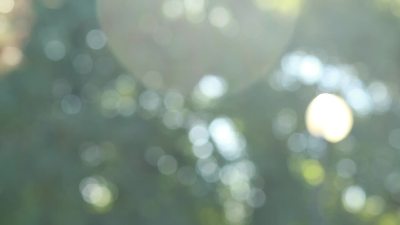 여름은 추상적인 배경과 자연의 보케를 흐릿하게 만들었습니다.