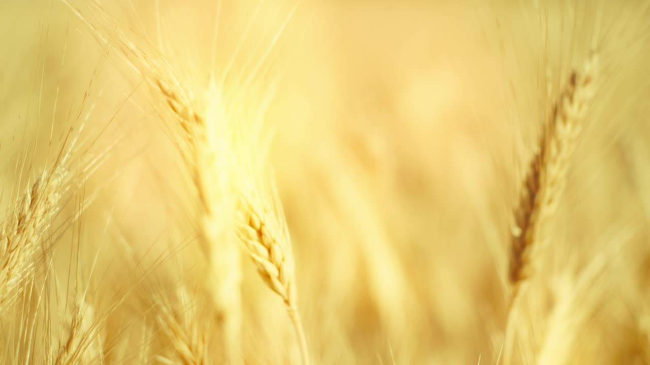 A truly cinematic shot of golden wheat swaying in the summer breeze, bathed in warm sunlight. Captures the peaceful, abundant beauty of nature