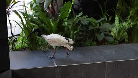 pájaro asciende de las escaleras urbanas al aire