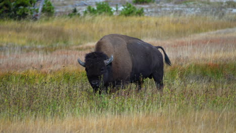 Cinemática-Cámara-Lenta-Zoom-Nacional-Geo-épico-Enorme-Búfalo-Hierba-Alta-Géiser-A-Mitad-De-Camino-Gran-Cuenca-Prismática-Parque-Nacional-De-Yellowstone-Vida-Silvestre-Otoño-Soleado-Hermosa-Colores-Durante-El-Día