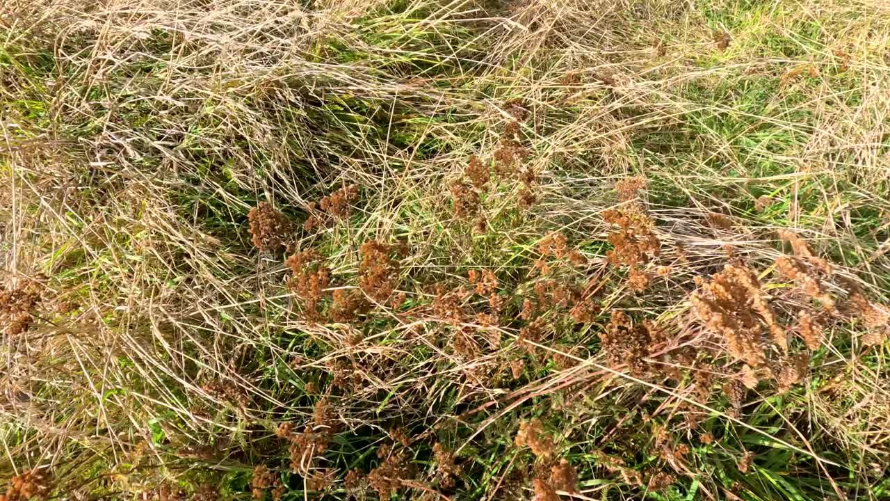Dry thistles and wild grasses sway vigorously in strong wind, captured in natural daylight with a static camera at Lake Tekapo, New Zealand