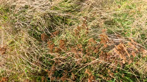 dry thistles and wild grasses sway vigorously in strong wind, captured in natural daylight with a static camera at lake tekapo, new zealand