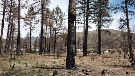 Schwenken-Der-Gegend-Um-Einen-Schwer-Verbrannten-Baum-Von-Einem-Lauffeuer-Vor-Einigen-Jahren-In-Der-Nähe-Von-Idyllwild,-Kalifornien