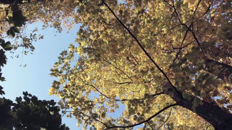 leaf whirling and dancing in the air, flying down from forest tree in autumn landscape