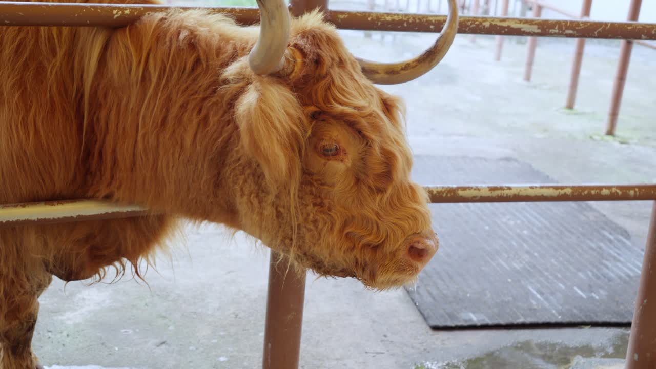 Mucca Highland scozzese dalle lunghe corna e dal mantello ispido in un ranch.