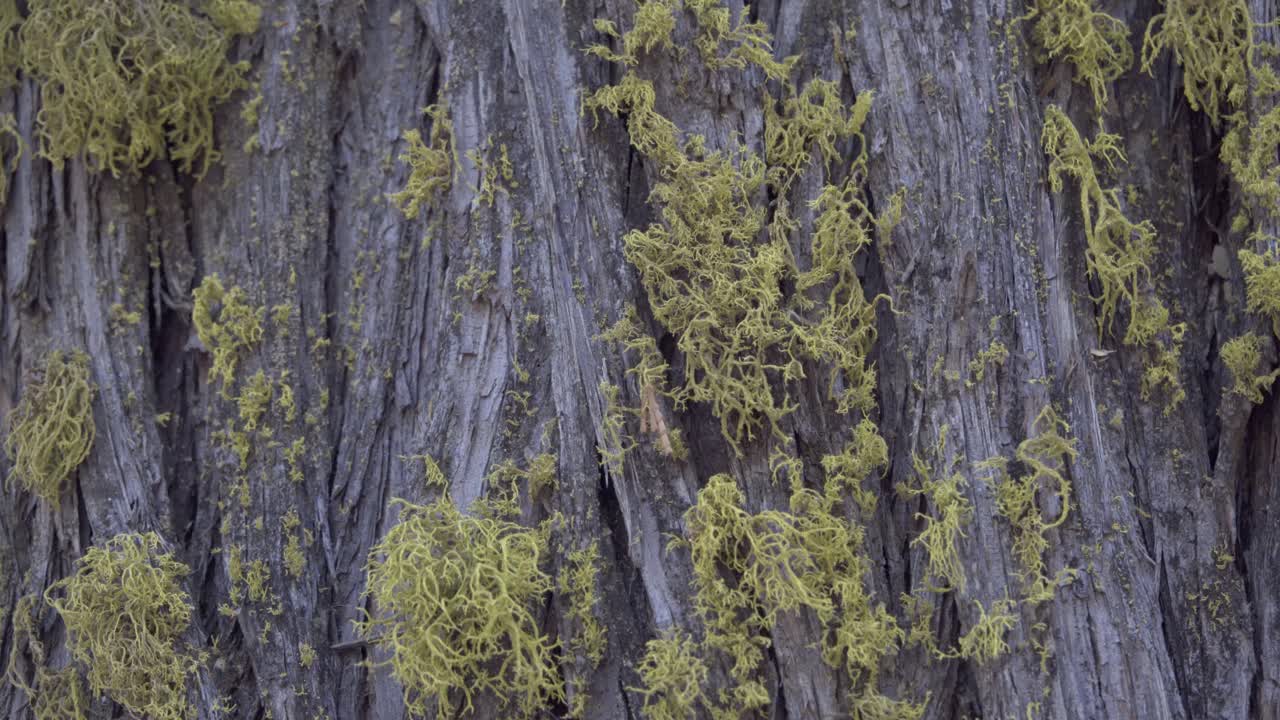 A detailed macro shot showing rugged tree bark with patches of moss growing along its grooves and ridges