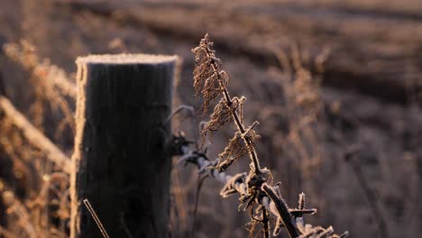 Close-shot-of-detail-of-a-fence-in-a-rural-area-of-Scotland-in-winter-in-Perth-Shire,-United-Kingdom