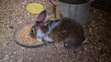 pequeño conejo comiendo comida en el patio trasero