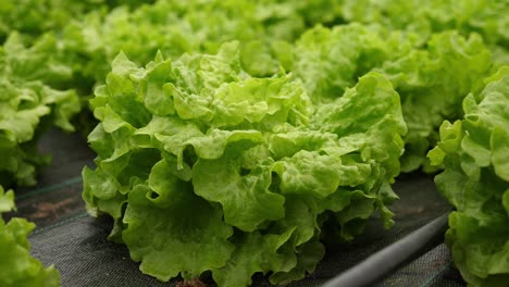 close up view of organic and sustainable green lettuce, inside a pesticide free hothouse