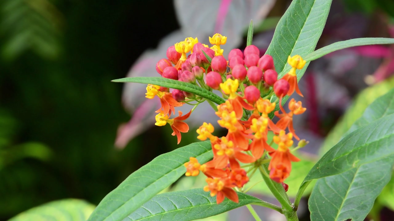 static shot of tropical milkweed flowers with orange petals and red buds, showing lush textures and a soft natural bokeh.