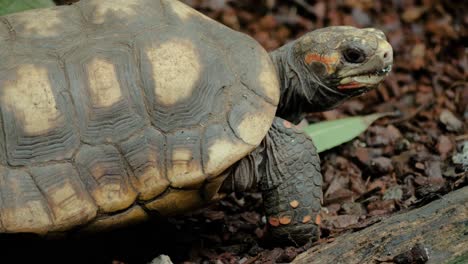 Primer-Plano-De-Tortuga-De-Patas-Rojas-Caminando-Lentamente