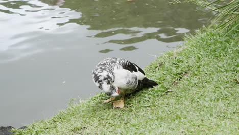 Pato-Lavándose-En-La-Hierba-Que-Rodea-Un-Lago-Después-De-Nadar