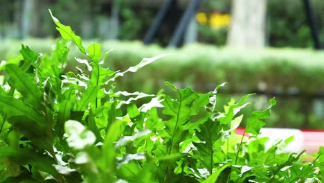 green leaves gently moving in the wind