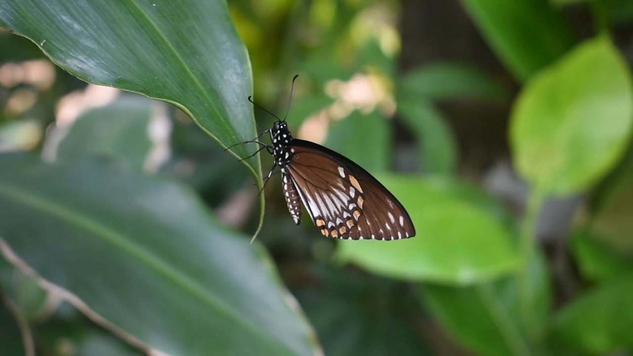 Farfalla su una foglia in un giardino dello Sri Lanka.