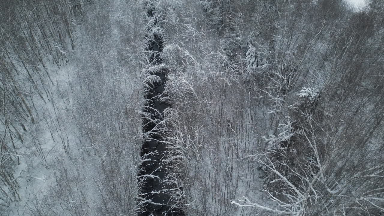 el alce camina en el bosque helado nevado junto al arroyo del río, disparo de seguimiento aéreo