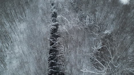 Alce-Camina-En-Un-Bosque-Invernal-Helado-Y-Nevado-Junto-Al-Arroyo-Del-Río,-Toma-Aérea-De-Seguimiento