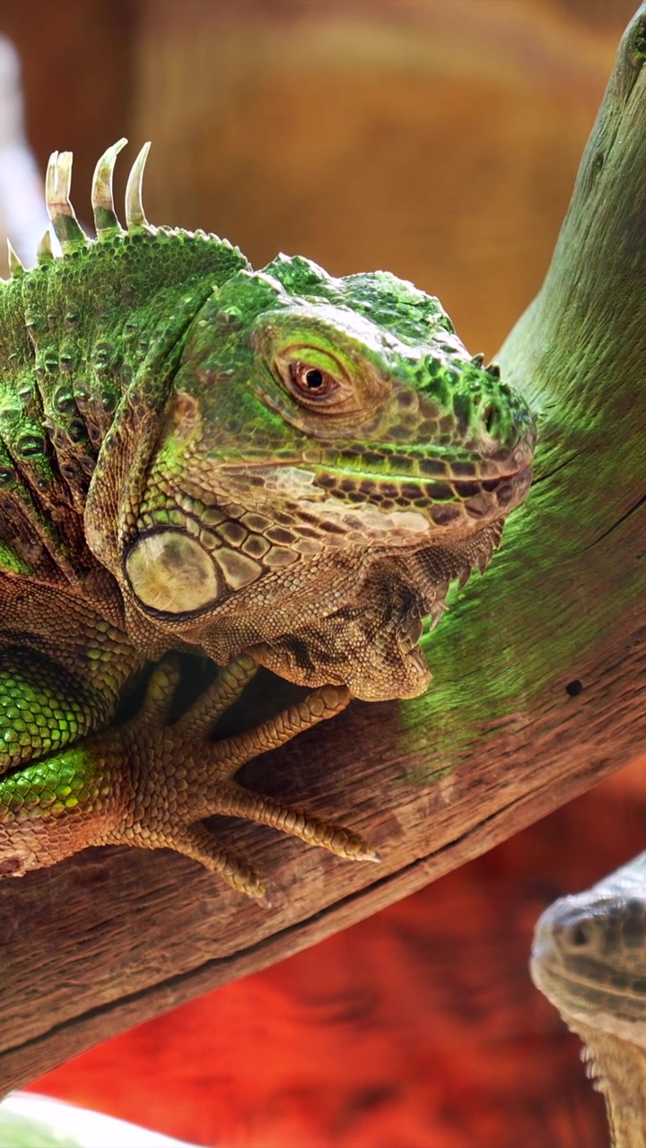 Primo piano dettagliato di un'iguana verde che riposa su un ramo d'albero