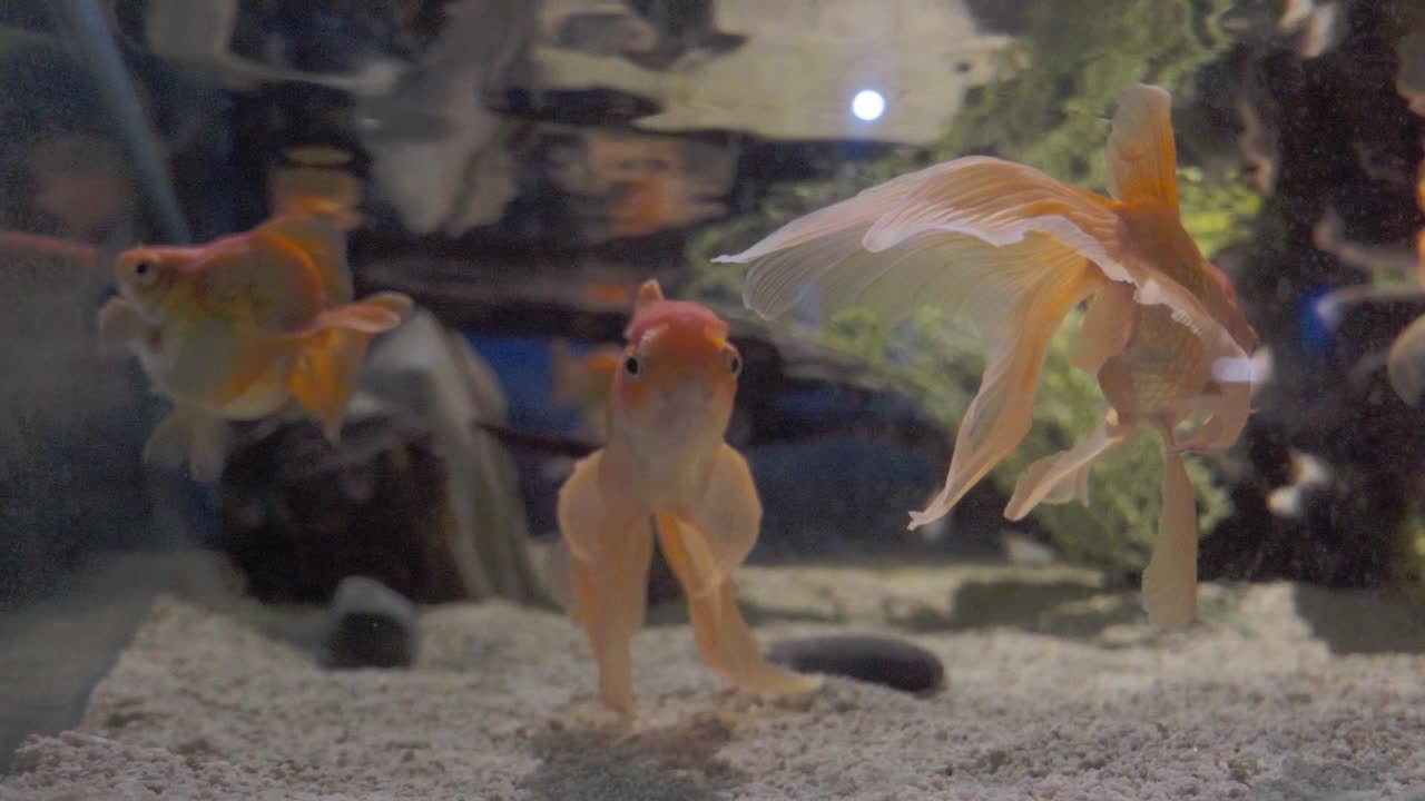 pez dorado de velo en el tanque de peces de acuario