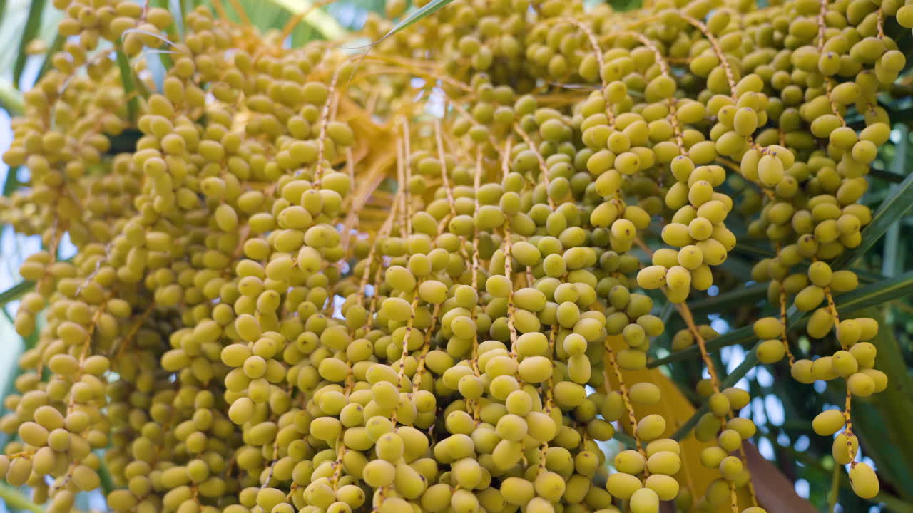 Green Dates Hanging from a Palm Tree