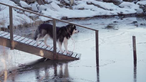 alaskan malamute on wooden stairs looking in the icy water at winter