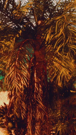 palm tree in golden light