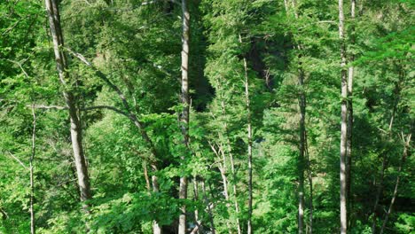 Toma-Panorámica-Hacia-Arriba-De-Los-árboles-En-El-Bosque-Que-Rodea-La-Cascada-Berglistuber,-Suiza