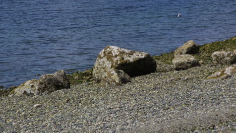 Camano-Island-State-Park,-WA-State-beach-with-rocks-and-boulder