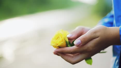 hands of a woman with beautiful rose, close up