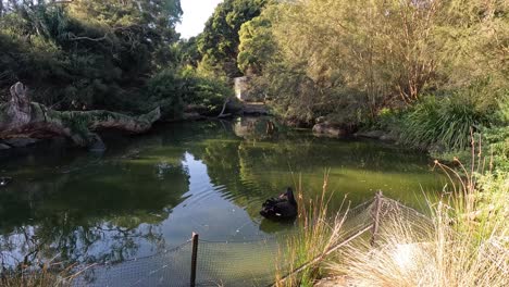 cisne negro en un estanque del parque