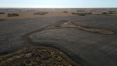 imágenes aéreas de gansos de nieve volando bajo sobre campos de cereal en las praderas de américa del norte