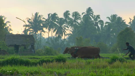 A-Worker-Uses-Oxen-To-Pull-A-Plow-Across-A-Lush-Green-Rice-Field