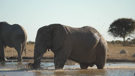 Gran-Elefante-Africano-Bañándose-Alegremente-En-Un-Pozo-De-Agua