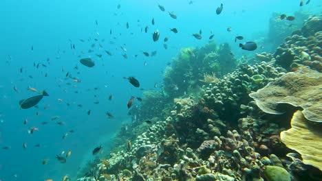 scuba diving a wall drop off of healthy coral reef with large biodiversity of tropical fish including a bignose unicorn and damsels on the coral triangle in timor-leste