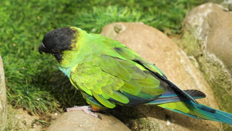 one nanday parakeet bird perched on stone by green gress