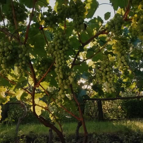 The-sun-shines-through-the-vineyard