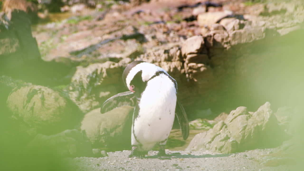 el pingüino africano spheniscus demersus se arregla en la playa rocosa, con un enfoque poco profundo.