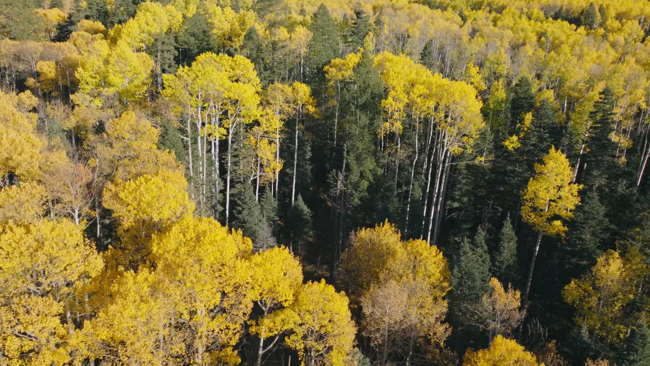 Drone flight above golden Colorado aspens during peak autumn season