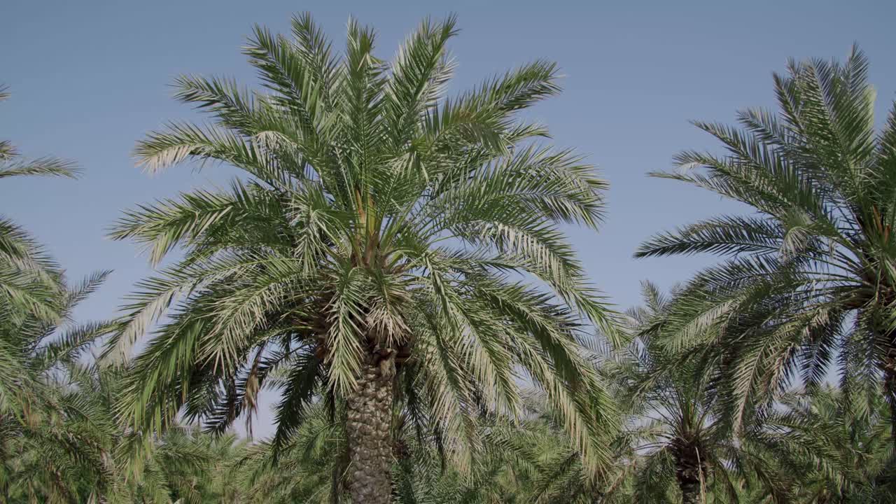 Scenery Of Date Palm Trees On A Large Plantation On Countryside. - POV