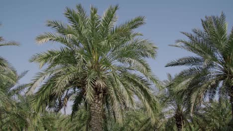 scenery of date palm trees on a large plantation on countryside. - pov