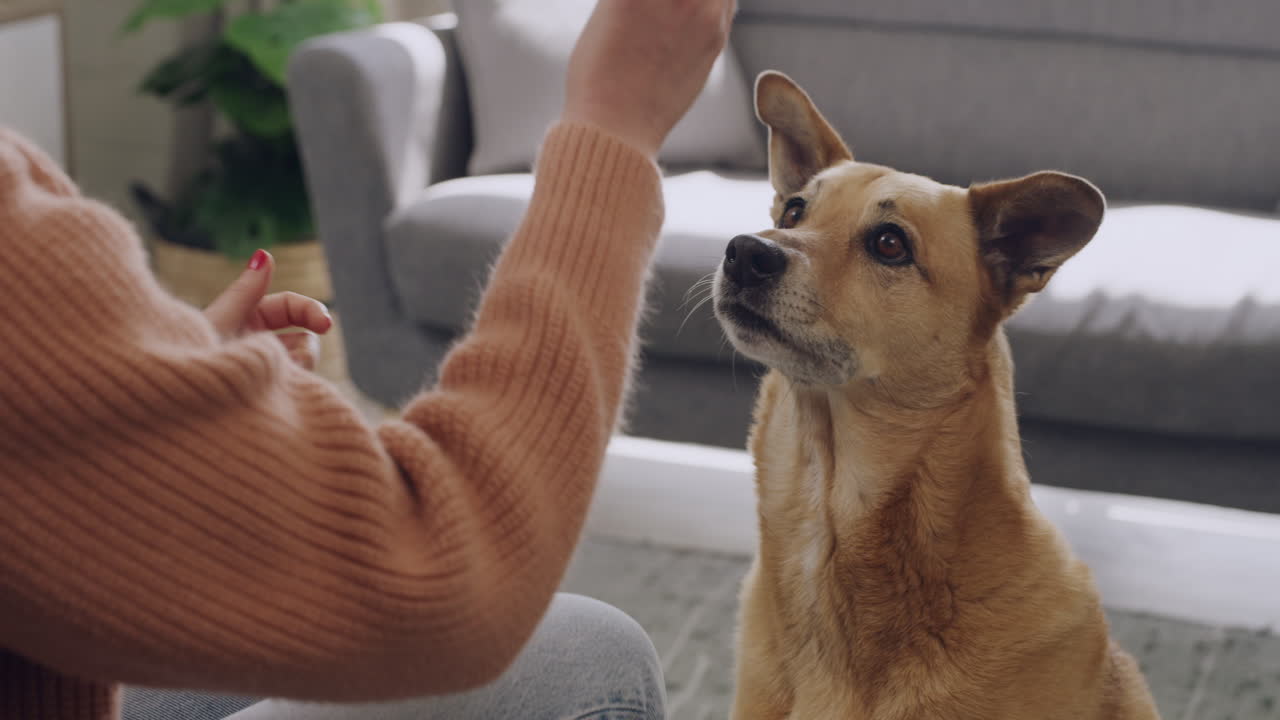 개 소유자 훈련 트릭 아프리카  ⁇ 종