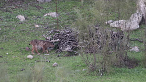 Iberischer-Luchs,-Der-In-Einem-Holzhaufen-Nach-Kaninchen-Auf-Ackerland-Sucht-Andalusien-Spanien