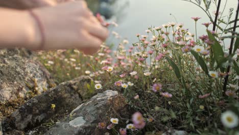 Mädchen-Pflückt-Einen-Strauß-Gänseblümchen-Auf-Einer-Klippe-In-Der-Nähe-Des-Ozeans