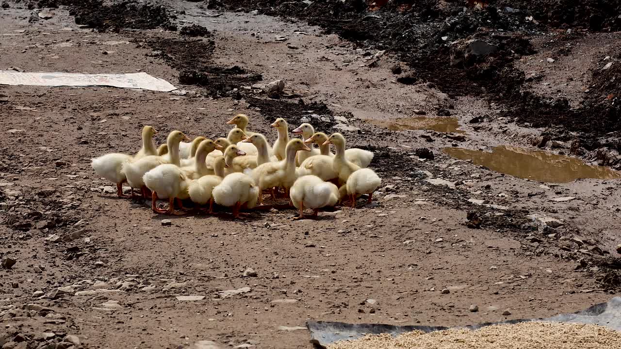 오리 새끼 들 이 모여서 일치 하게 움직인다