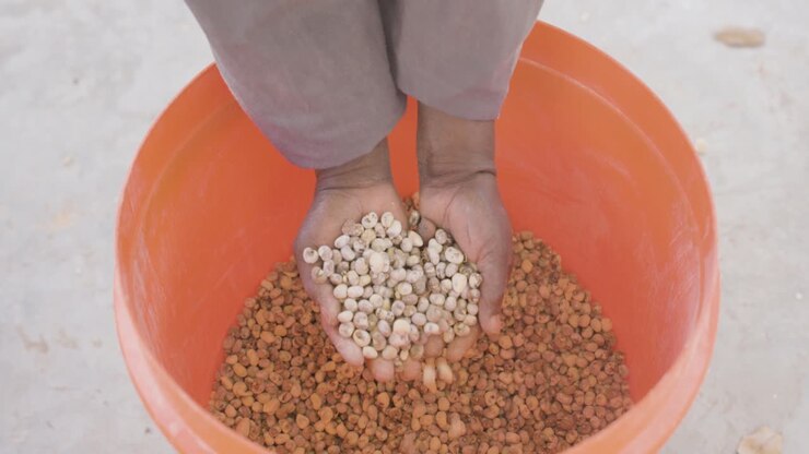 Mãos mostrando sementes de baobá em um balde após o processamento.