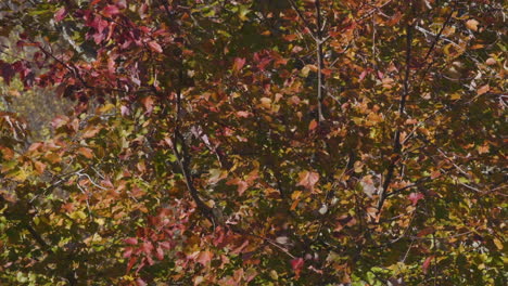 Viele-Farben-Des-Herbstlaubs-Auf-Einem-Einzelnen-Baum