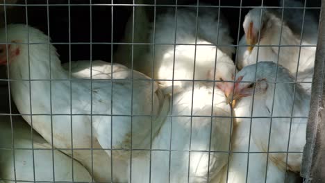 white chickens at eco farm poultry farm young white hens look behind bars chickens in a cage poultry farm raising broiler chickens